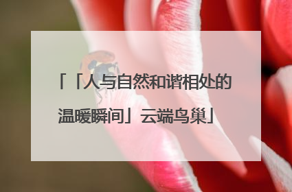 「人与自然和谐相处的温暖瞬间」云端鸟巢