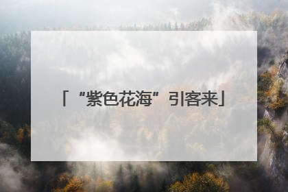 “紫色花海”引客来