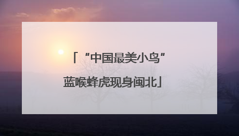 “中国最美小鸟”蓝喉蜂虎现身闽北