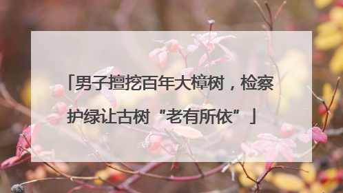 男子擅挖百年大樟树，检察护绿让古树“老有所依”