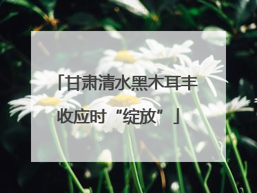 甘肃清水黑木耳丰收应时“绽放”