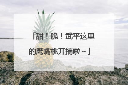 甜！脆！武平这里的鹰嘴桃开摘啦～