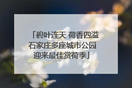 碧叶连天 荷香四溢 石家庄多座城市公园迎来最佳赏荷季