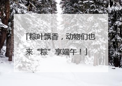粽叶飘香，动物们也来“粽”享端午！