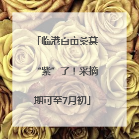 临港百亩桑葚“紫”了！采摘期可至7月初