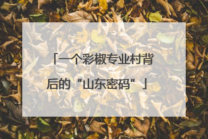 一个彩椒专业村背后的“山东密码”