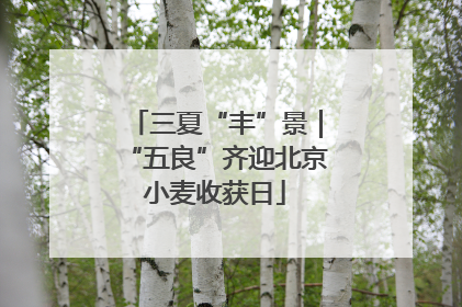 三夏“丰”景｜“五良”齐迎北京小麦收获日