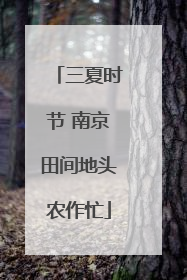 三夏时节 南京田间地头农作忙
