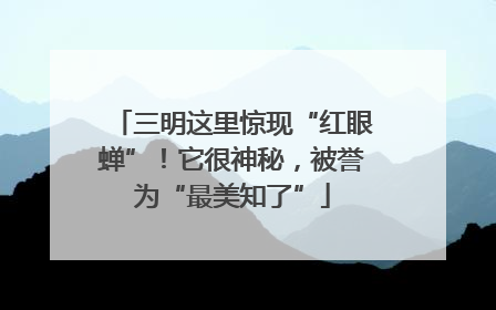 三明这里惊现“红眼蝉”！它很神秘，被誉为“最美知了”