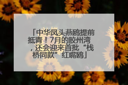 中华凤头燕鸥提前抵青！7月的胶州湾，还会迎来首批“栈桥同款”红嘴鸥