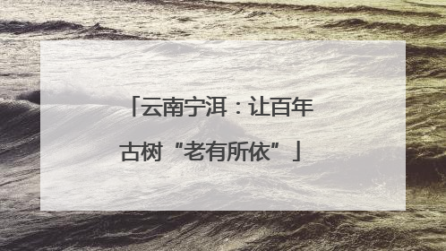 云南宁洱：让百年古树“老有所依”