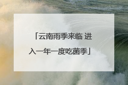 云南雨季来临 进入一年一度吃菌季