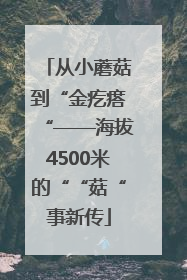 从小蘑菇到“金疙瘩“——海拔4500米的““菇“事新传