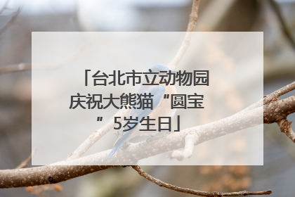 台北市立动物园庆祝大熊猫“圆宝”5岁生日