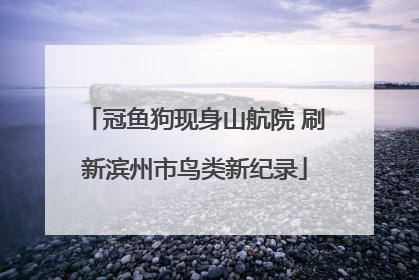 冠鱼狗现身山航院 刷新滨州市鸟类新纪录