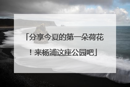 分享今夏的第一朵荷花！来杨浦这座公园吧