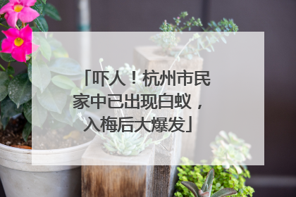 吓人！杭州市民家中已出现白蚁，入梅后大爆发