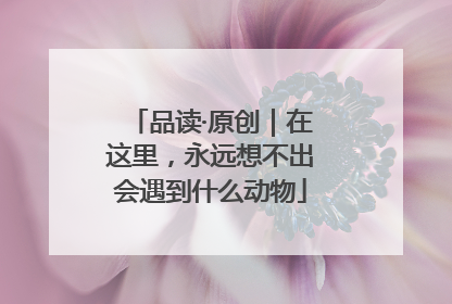 品读·原创｜在这里，永远想不出会遇到什么动物