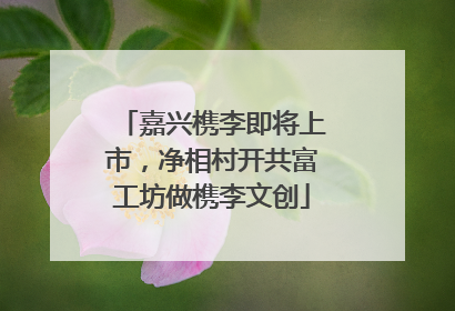 嘉兴槜李即将上市，净相村开共富工坊做槜李文创