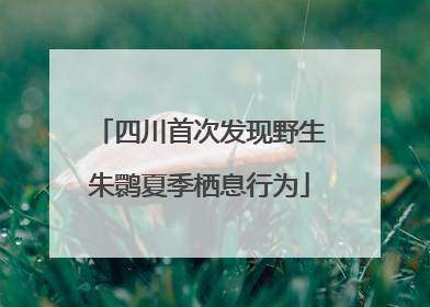 四川首次发现野生朱鹮夏季栖息行为
