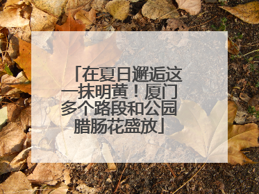 在夏日邂逅这一抹明黄！厦门多个路段和公园腊肠花盛放