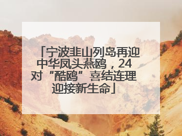 宁波韭山列岛再迎中华凤头燕鸥，24对“酷鸥”喜结连理迎接新生命