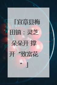 宜章县梅田镇：灵芝朵朵开 撑开“致富花”