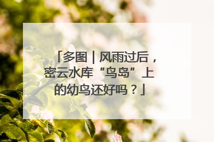 多图｜风雨过后，密云水库“鸟岛”上的幼鸟还好吗？