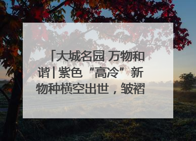 大城名园 万物和谐│紫色“高冷”新物种横空出世，皱褶叶片暗藏进化密码