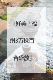 好美！福州3万株百合盛放