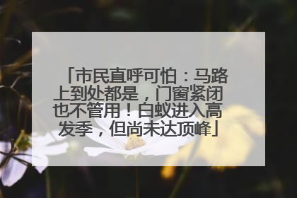 市民直呼可怕：马路上到处都是，门窗紧闭也不管用！白蚁进入高发季，但尚未达顶峰