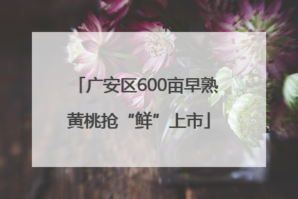 广安区600亩早熟黄桃抢“鲜”上市