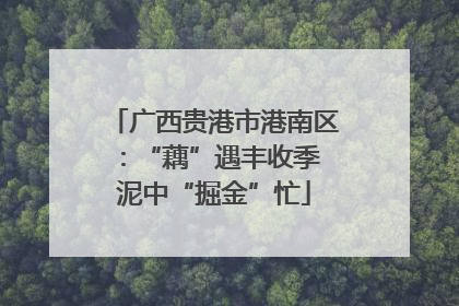 广西贵港市港南区：“藕”遇丰收季 泥中“掘金”忙