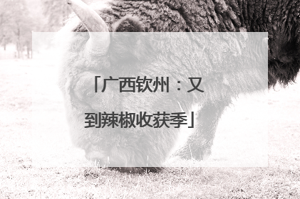 广西钦州：又到辣椒收获季