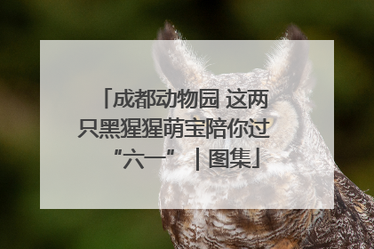 成都动物园 这两只黑猩猩萌宝陪你过“六一”｜图集