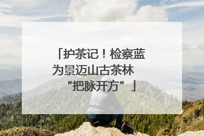 护茶记！检察蓝为景迈山古茶林 “把脉开方”