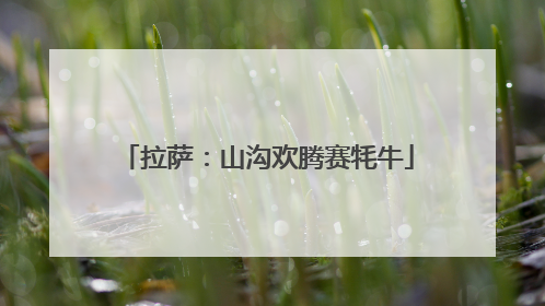 拉萨：山沟欢腾赛牦牛