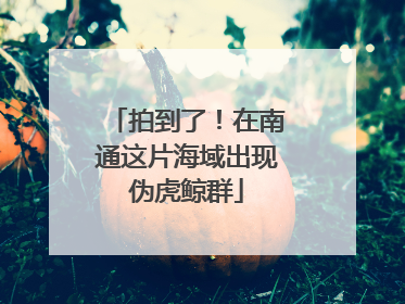 拍到了！在南通这片海域出现伪虎鲸群