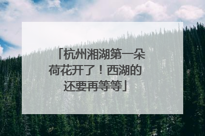 杭州湘湖第一朵荷花开了！西湖的还要再等等