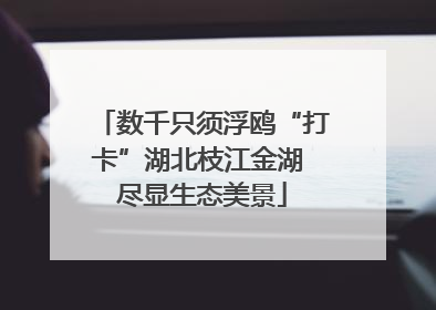 数千只须浮鸥“打卡”湖北枝江金湖 尽显生态美景