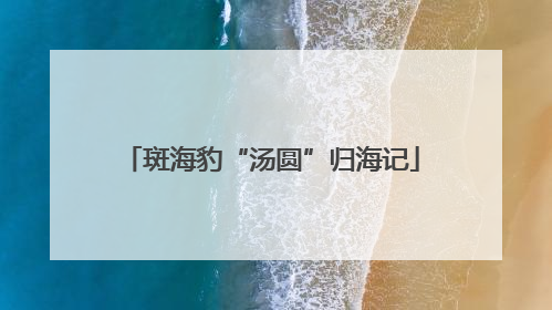 斑海豹“汤圆”归海记