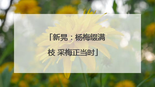 新晃：杨梅缀满枝 采梅正当时