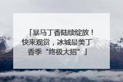 暴马丁香陆续绽放！快来观赏，冰城最美丁香季“终极大招”