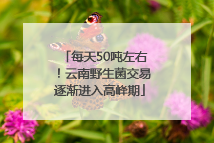 每天50吨左右！云南野生菌交易逐渐进入高峰期