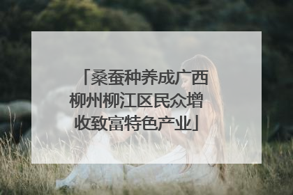 桑蚕种养成广西柳州柳江区民众增收致富特色产业
