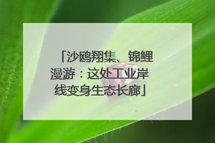 沙鸥翔集、锦鲤漫游：这处工业岸线变身生态长廊