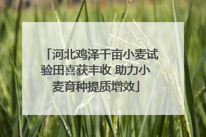 河北鸡泽千亩小麦试验田喜获丰收 助力小麦育种提质增效