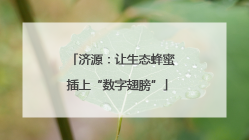 济源：让生态蜂蜜插上“数字翅膀”