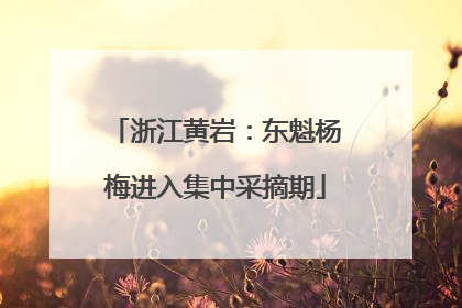 浙江黄岩：东魁杨梅进入集中采摘期