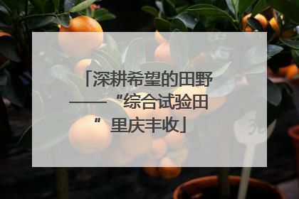 深耕希望的田野——“综合试验田”里庆丰收